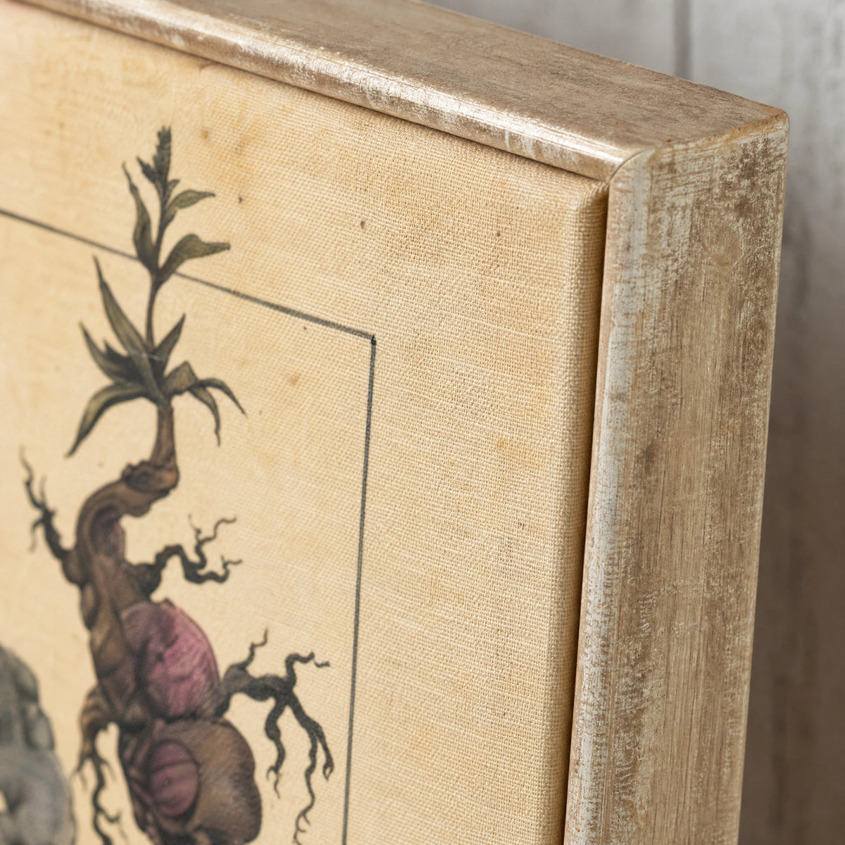 Affiche De Plante De Ginseng Vintage - close-up détail matière