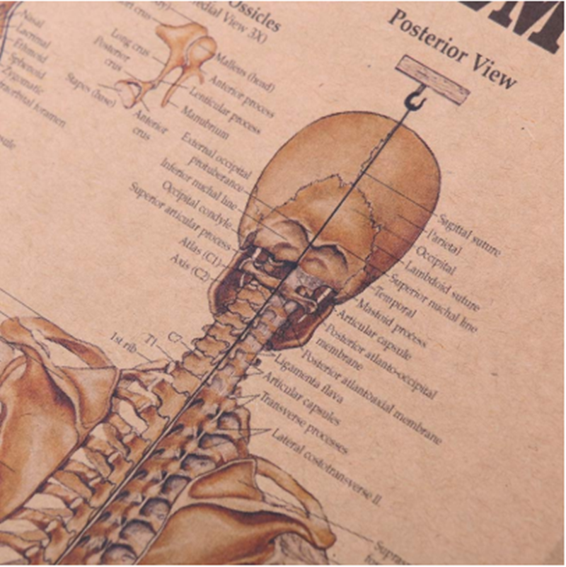 affiche-anatomie-humaine-vintage