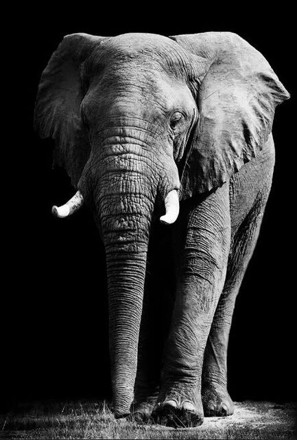 affiche-de-peinture-sur-toile-delephant-sauvage-dafrique