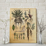 affiche-de-plante-de-ginseng-vintage