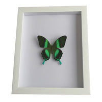    cadre-papillon-style-vintage