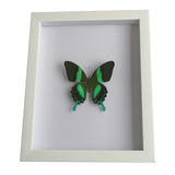    cadre-papillon-style-vintage