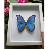    cadre-vintage-papillon